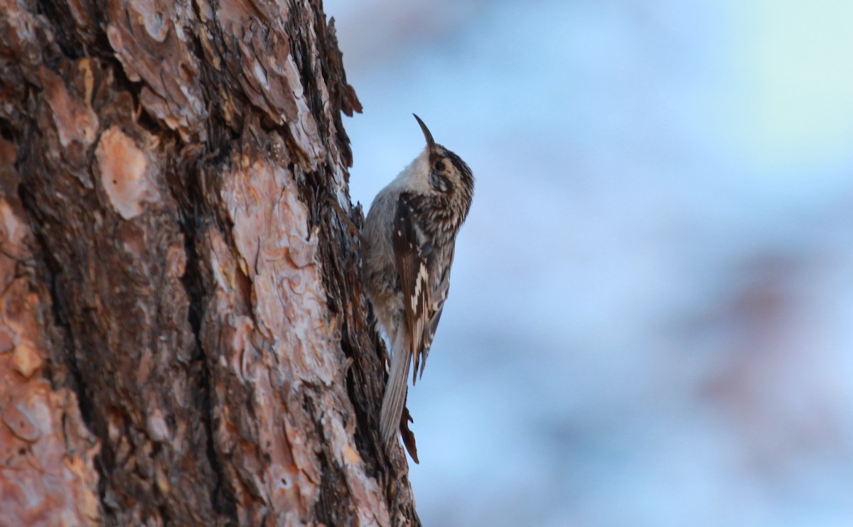 amerikatrekryper - ML644444317