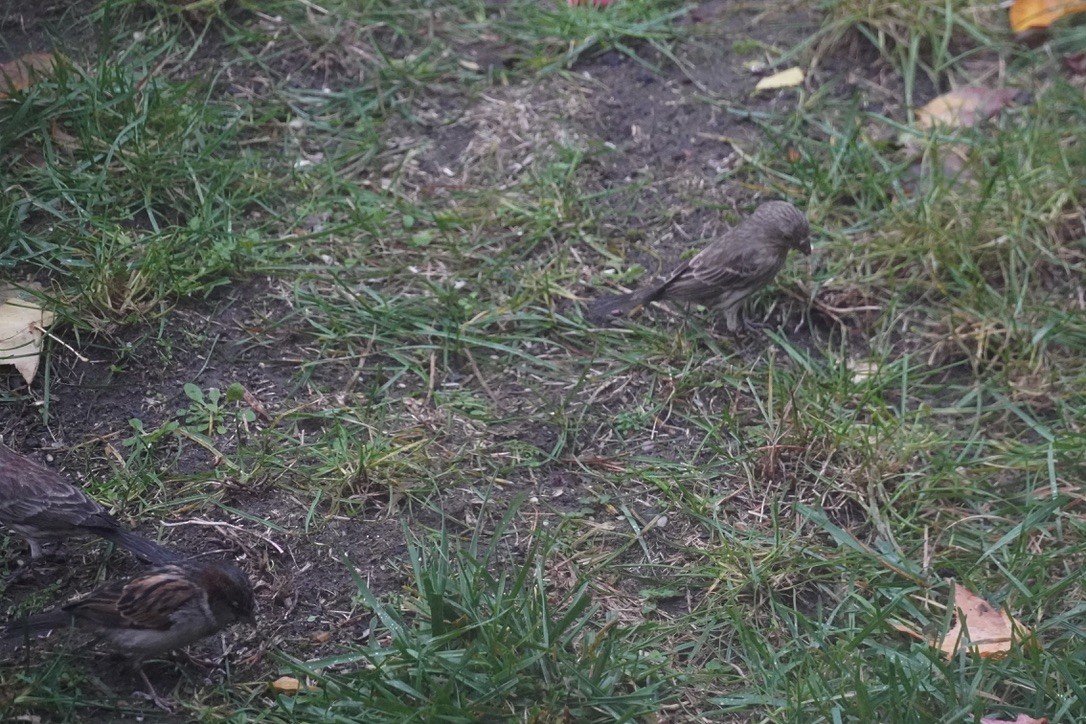 Оронгийн бор шувуу - ML644444319