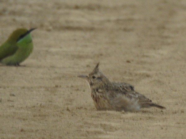 עפרוני מצויץ - ML644444320