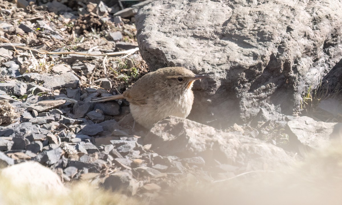 Cordilleran Canastero - ML644444323