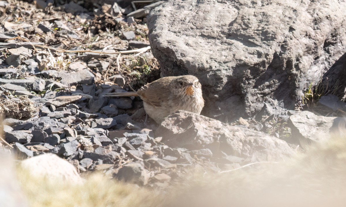 Cordilleran Canastero - ML644444324