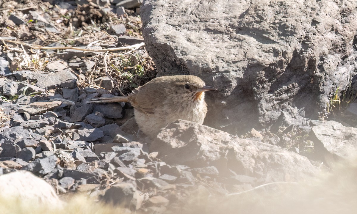 Cordilleran Canastero - ML644444325