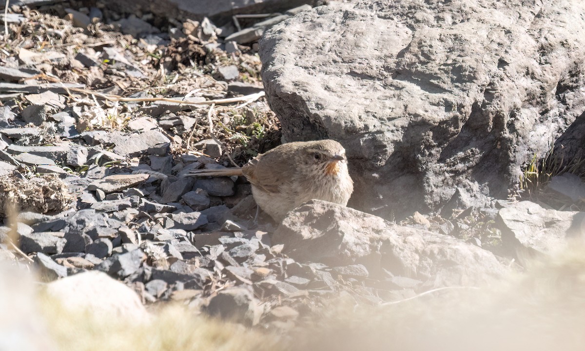 Cordilleran Canastero - ML644444326