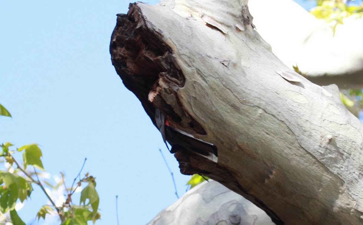 kobberstjerttrogon - ML644444334