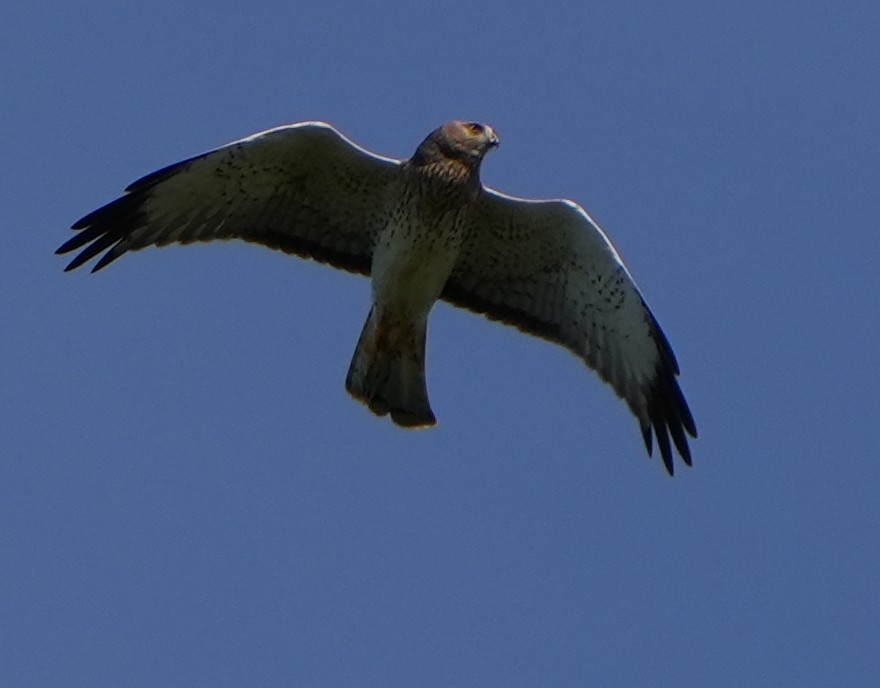 Aguilucho de Hudson - ML644444335
