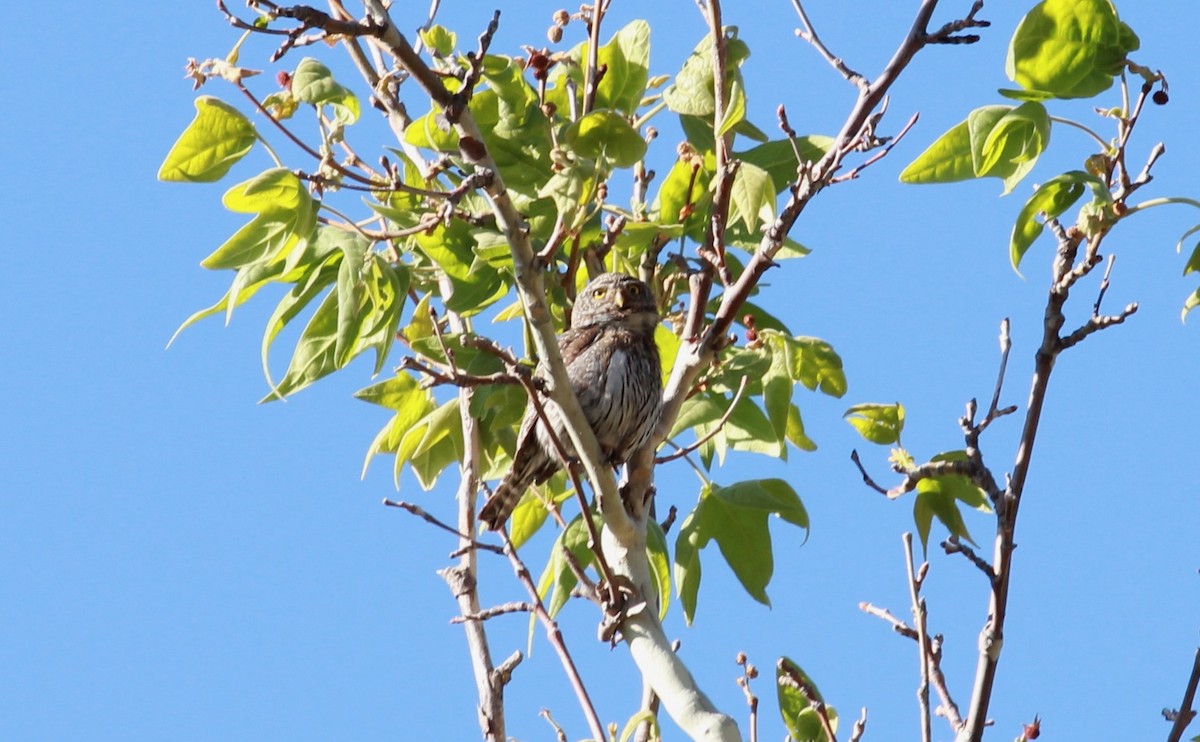 gnomugle (gnoma) - ML644444336