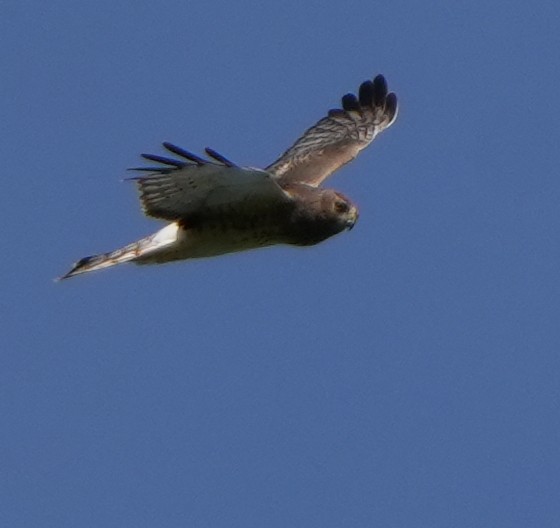 Aguilucho de Hudson - ML644444352