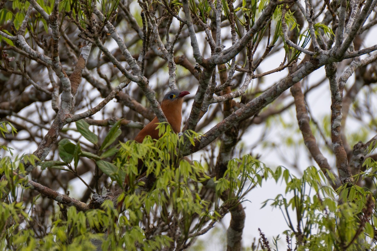 Black-bellied Cuckoo - ML644444355