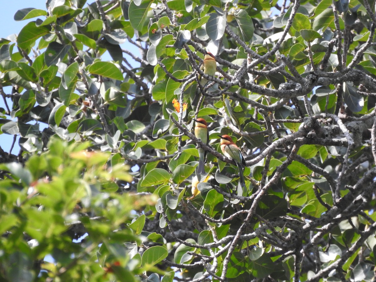 Chestnut-headed Bee-eater - ML644444360