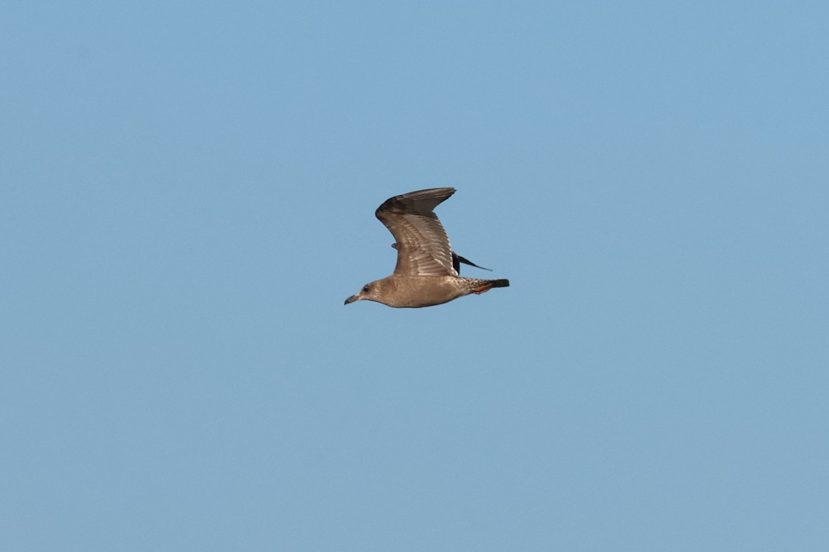 American Herring Gull - ML644444368