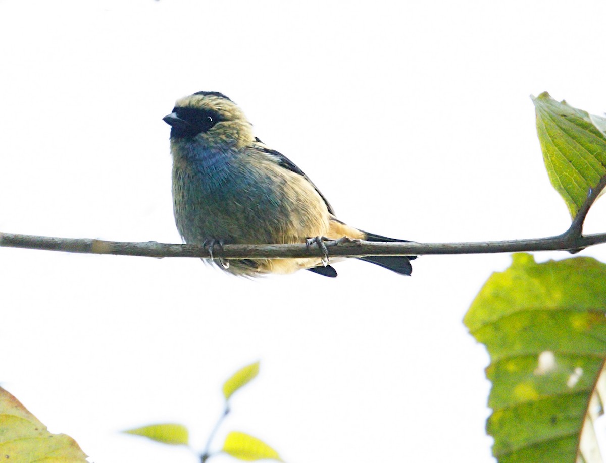 テリミドリフウキンチョウ - ML644444374