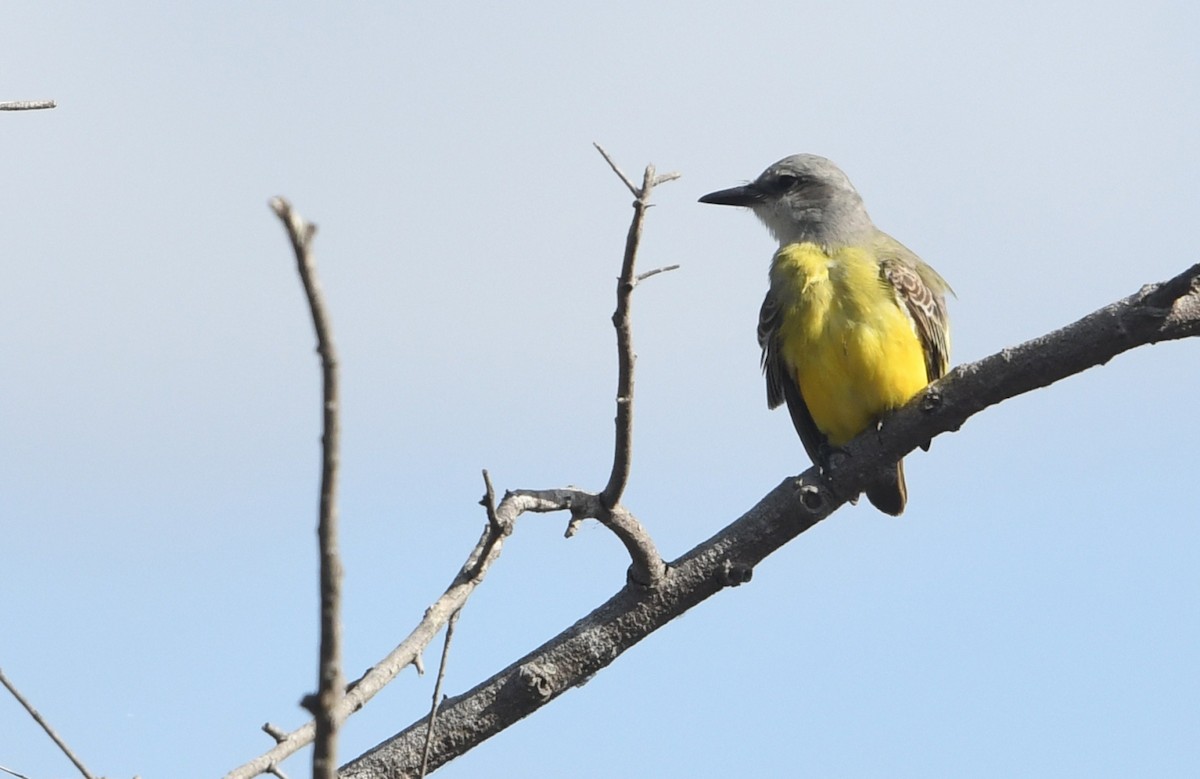 Tropical Kingbird - ML644444387