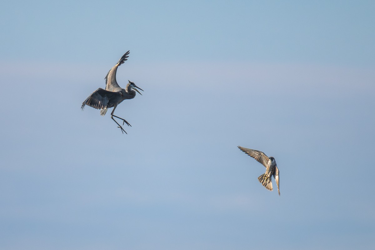 sokol stěhovavý - ML644444390