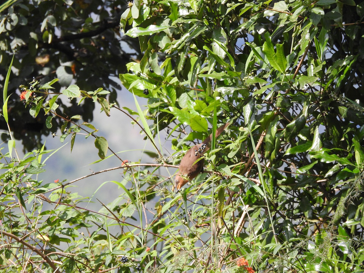 Kızıl Yedikardeş - ML644444395