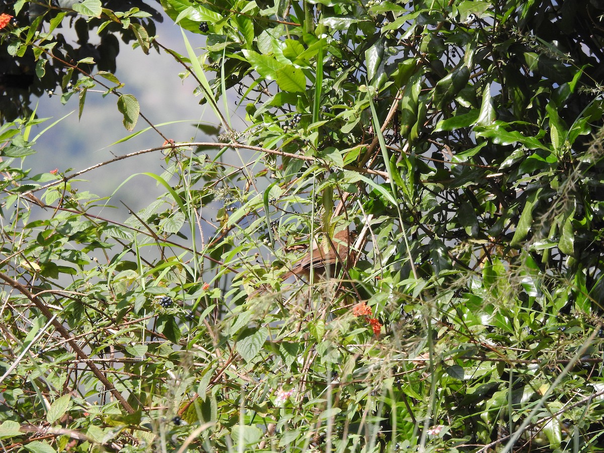 Kızıl Yedikardeş - ML644444396