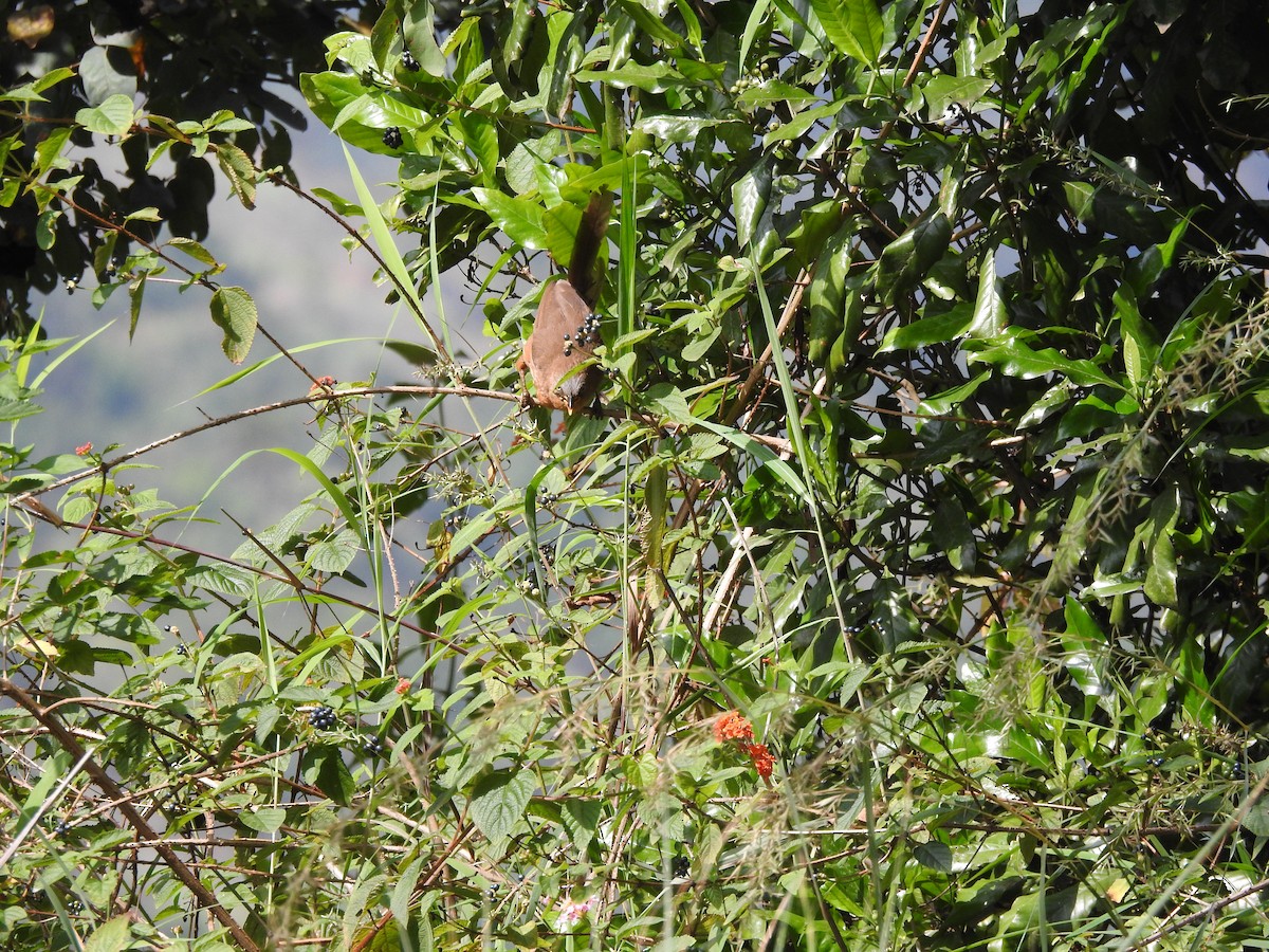 Kızıl Yedikardeş - ML644444397