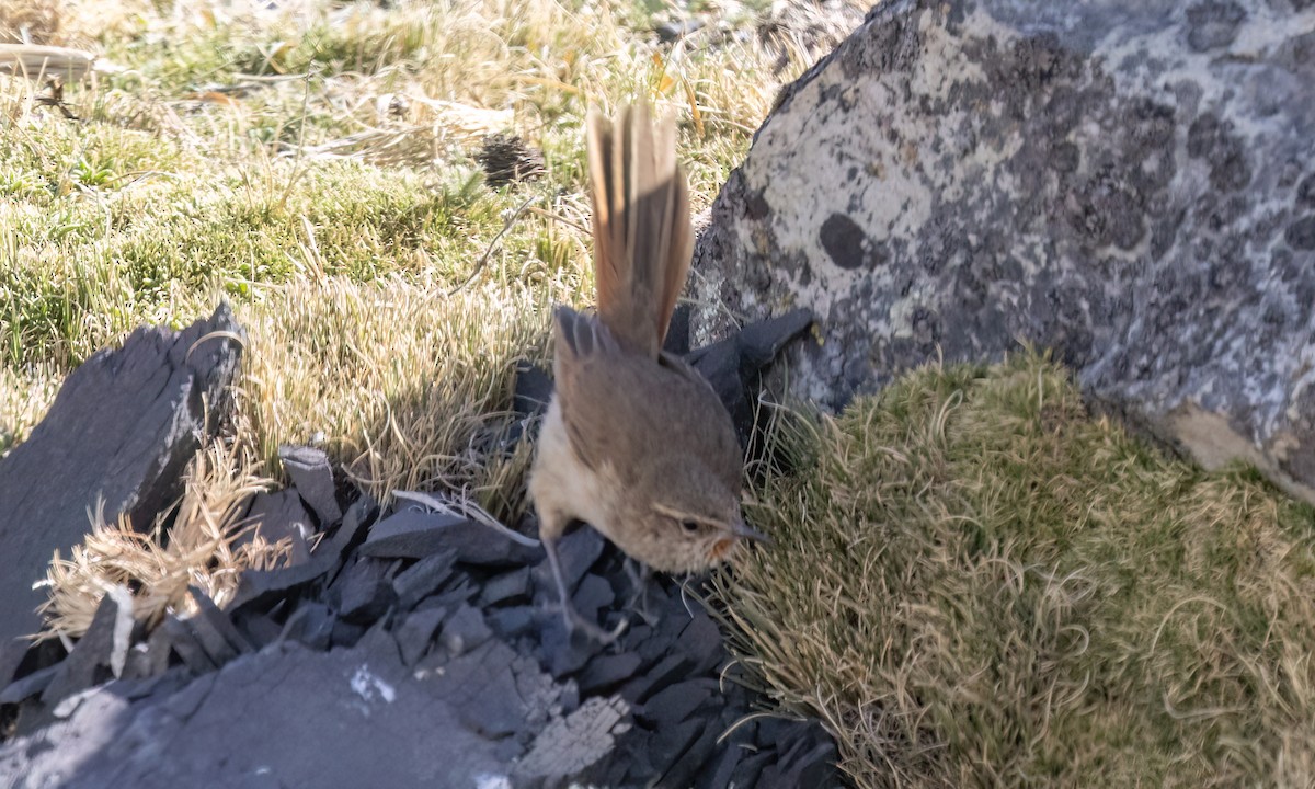 Cordilleran Canastero - ML644444408