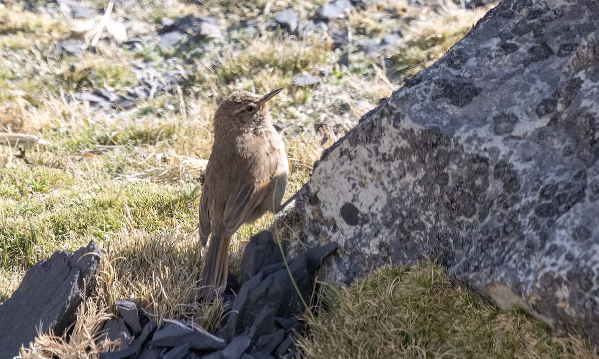 Cordilleran Canastero - ML644444409