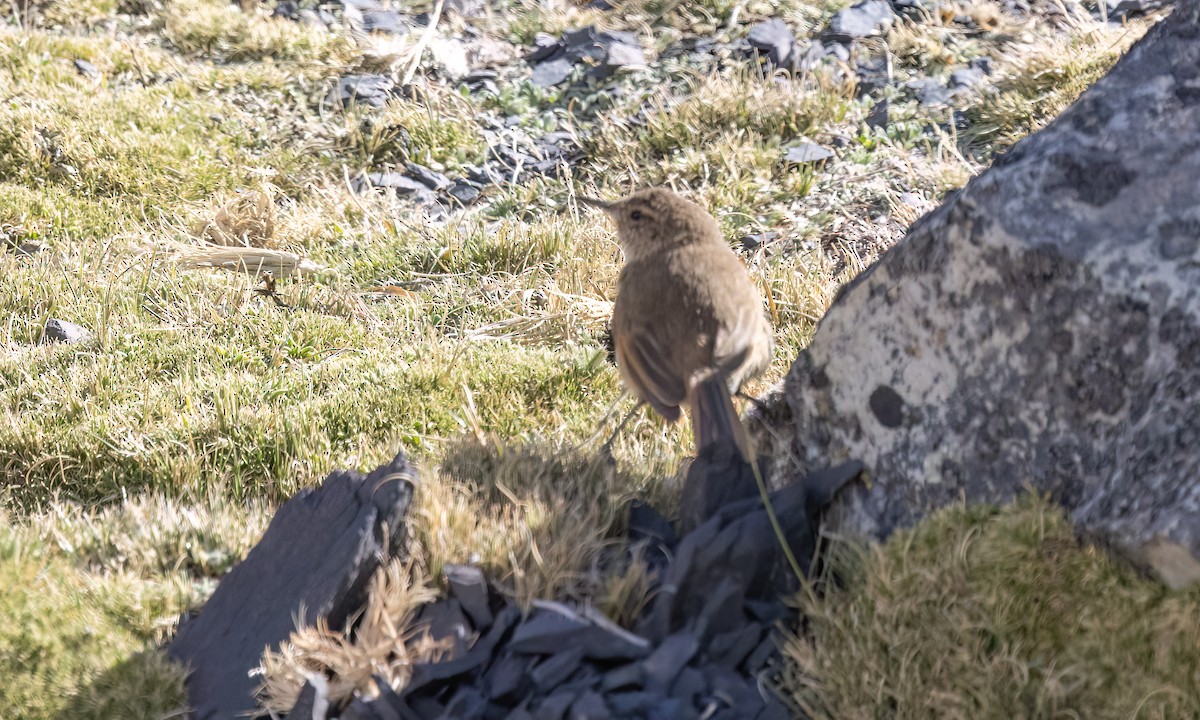 Cordilleran Canastero - ML644444410