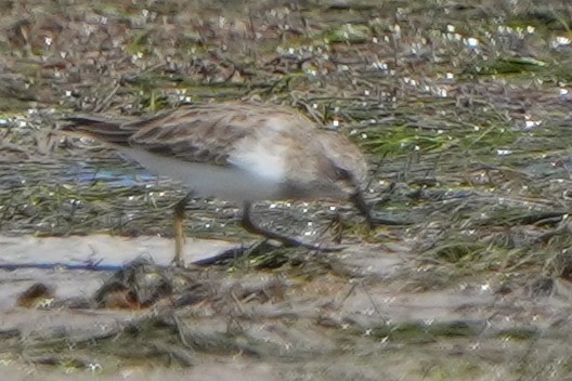 アメリカヒバリシギ - ML644444416