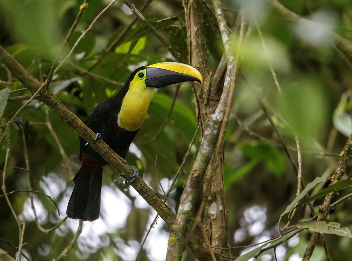 Küstentukan - ML644444417