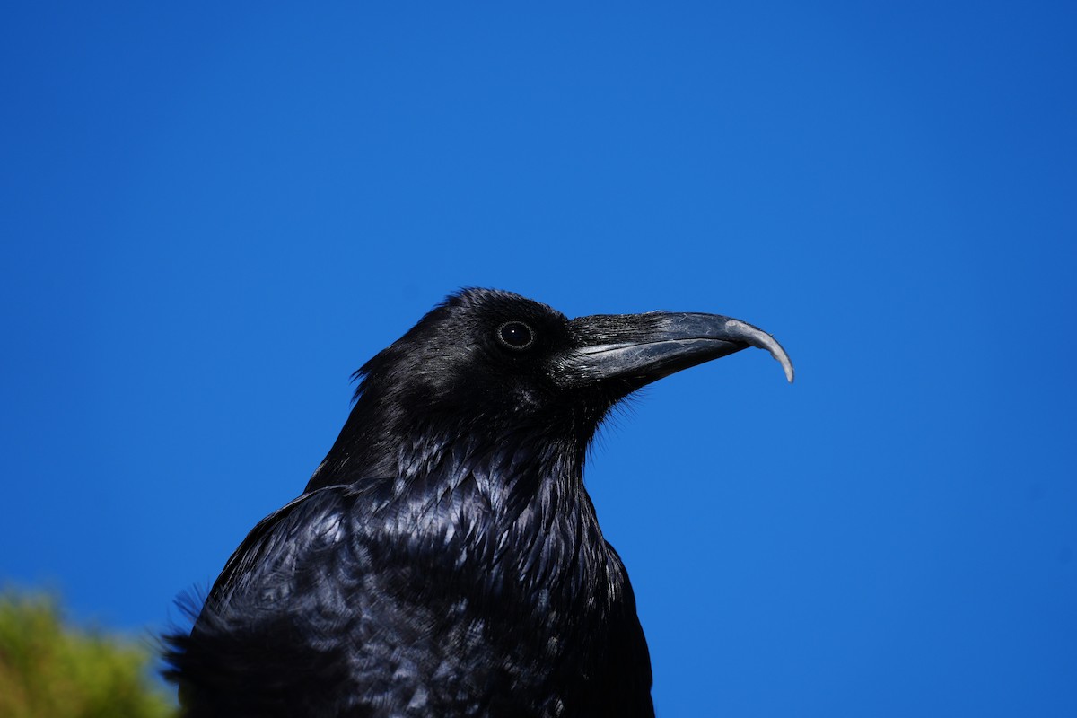 Common Raven - ML644444418