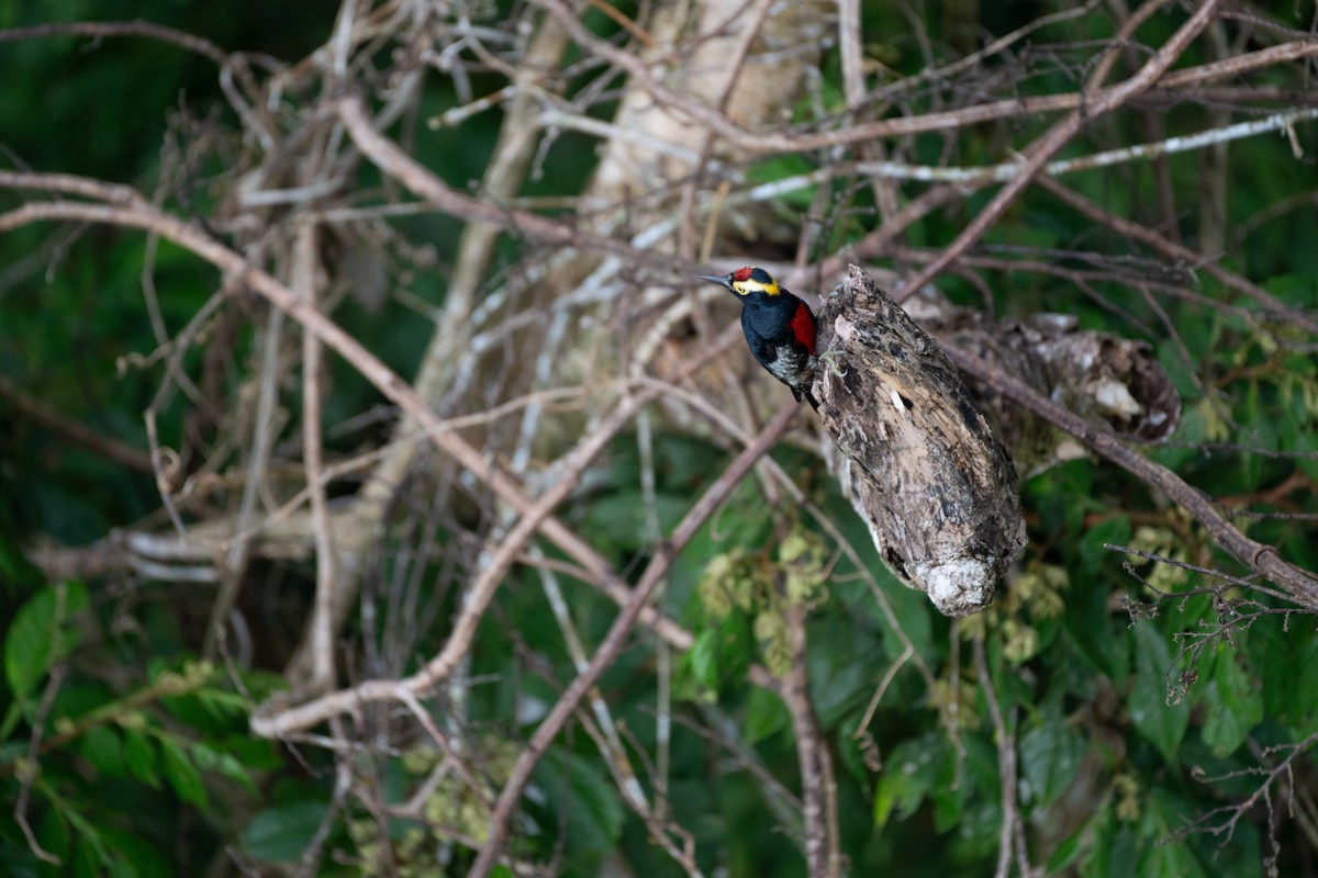 Pic à chevron d'or - ML644444419