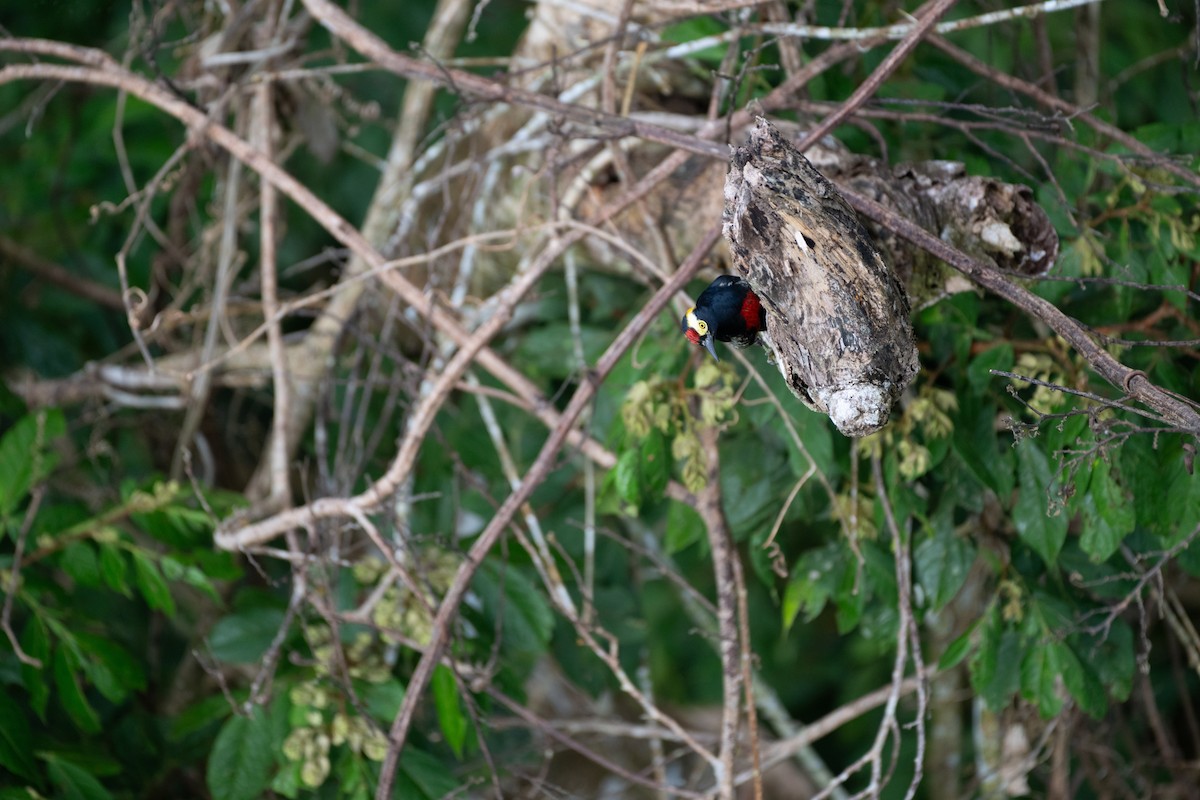 Pic à chevron d'or - ML644444420