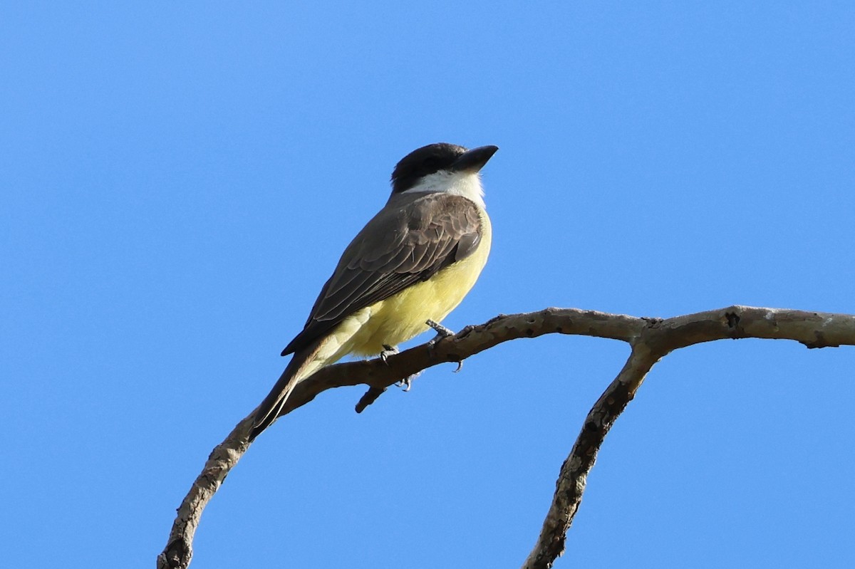 Thick-billed Kingbird - ML644444421
