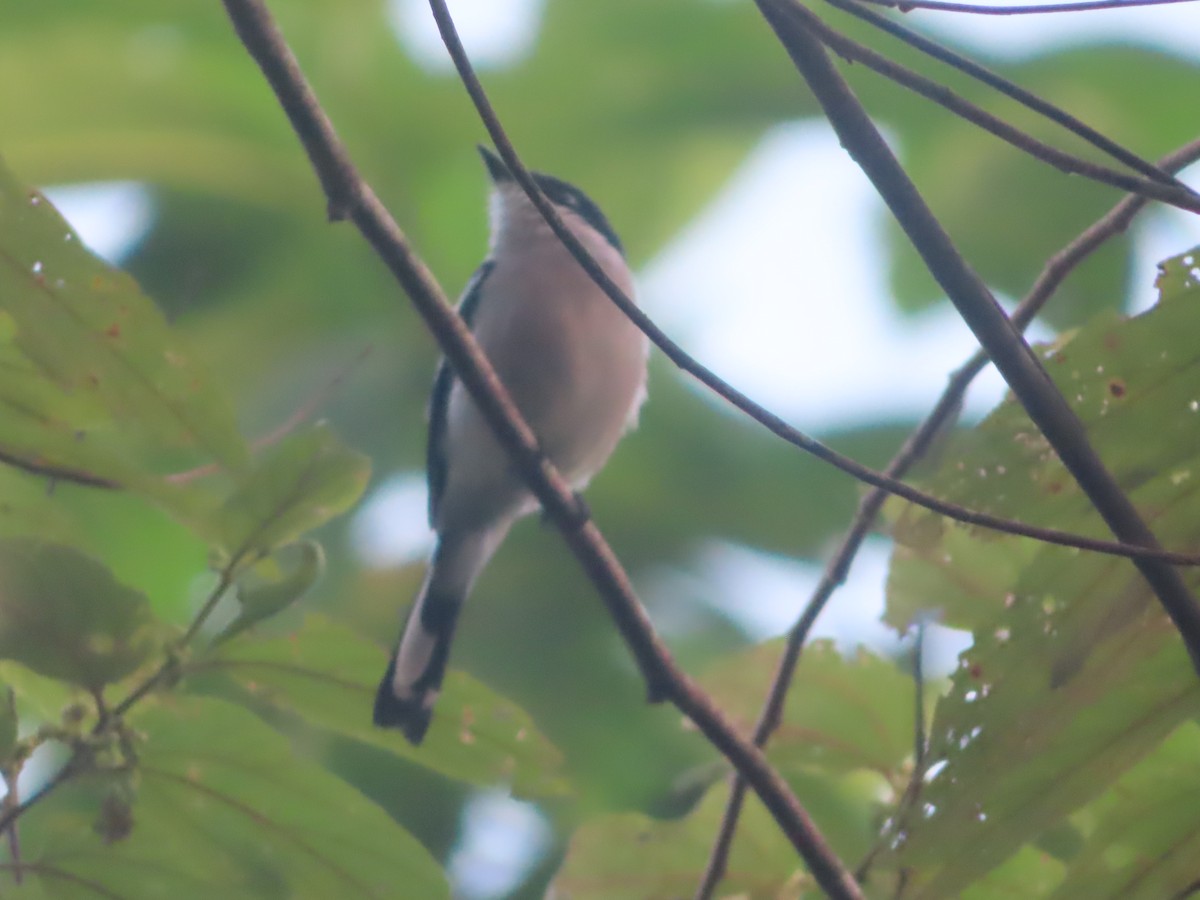 Bar-winged Flycatcher-shrike - ML644444426