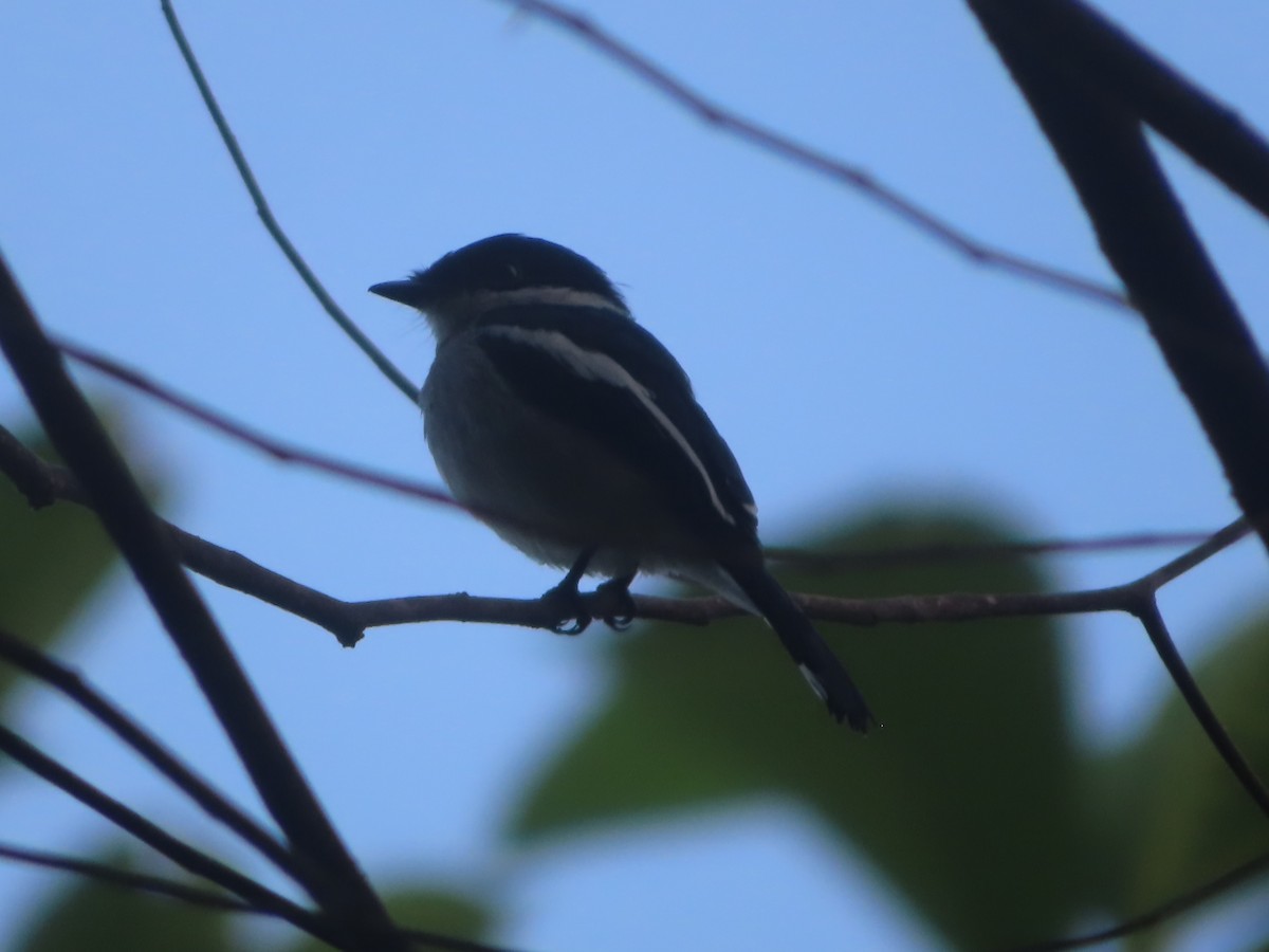 Bar-winged Flycatcher-shrike - ML644444427