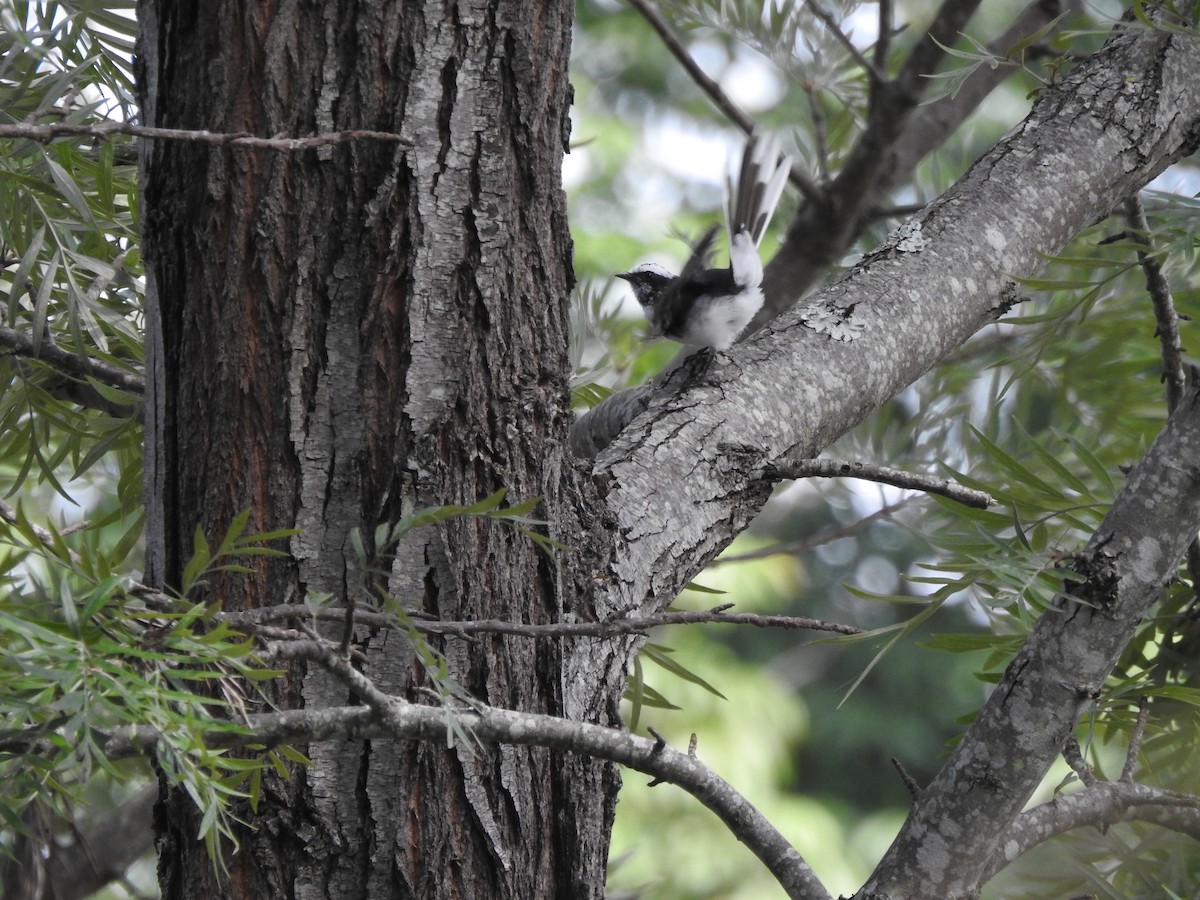 White-browed Fantail - ML644444434