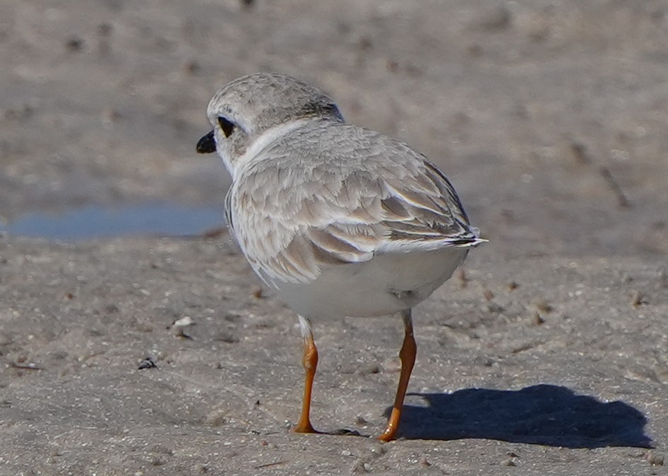 Islıkçı Cılıbıt - ML644444442