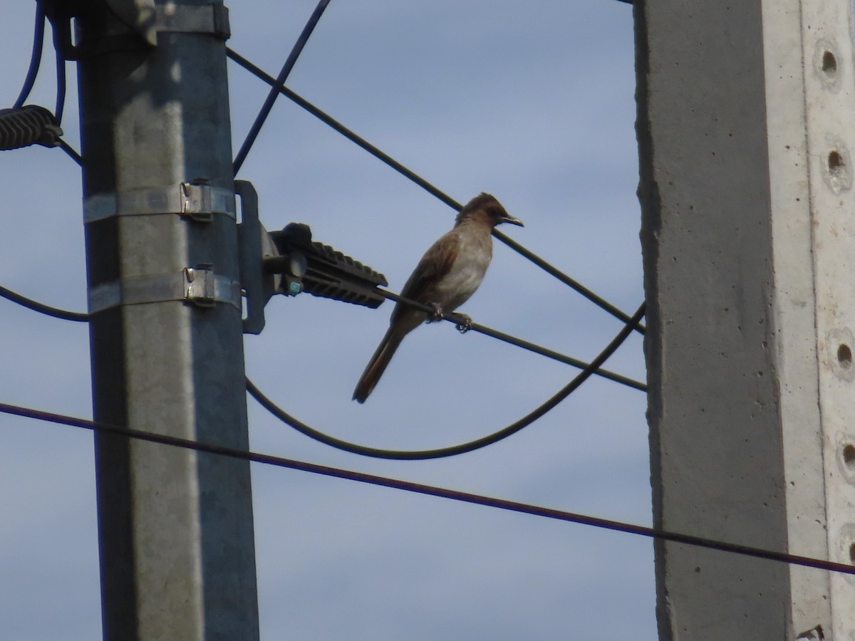 בולבול אפריקני - ML644444445