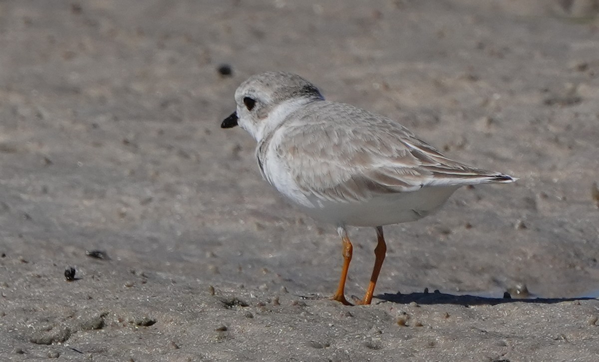 Islıkçı Cılıbıt - ML644444446