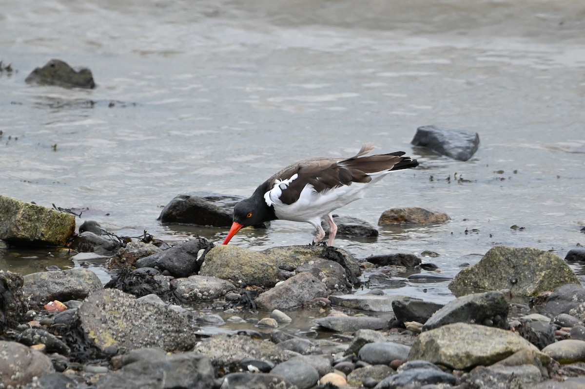 Ostrero Pío Americano - ML644444456