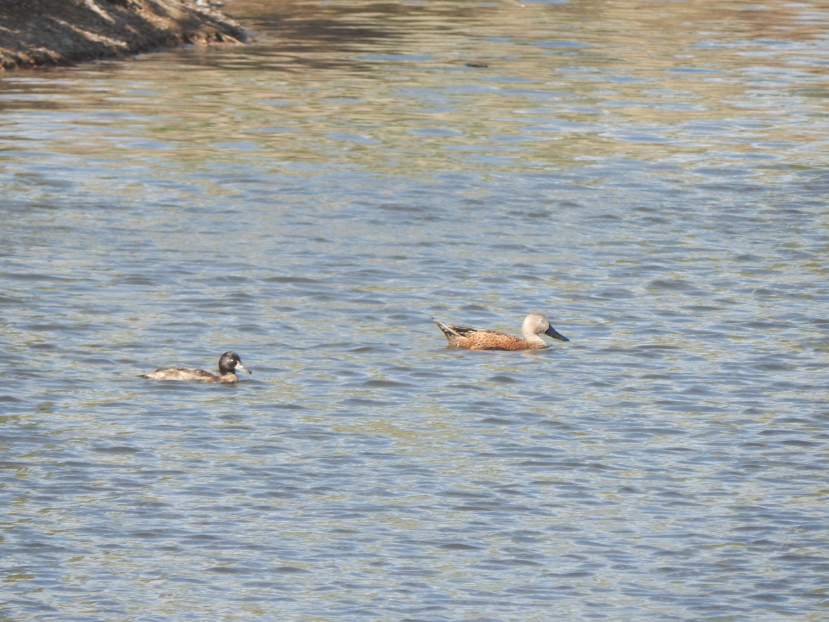 Red Shoveler - ML644444463