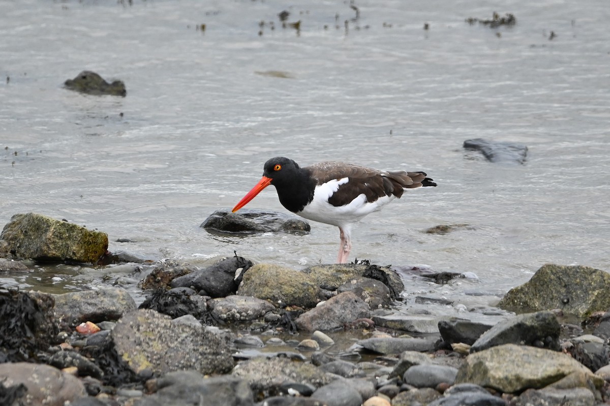 Ostrero Pío Americano - ML644444474