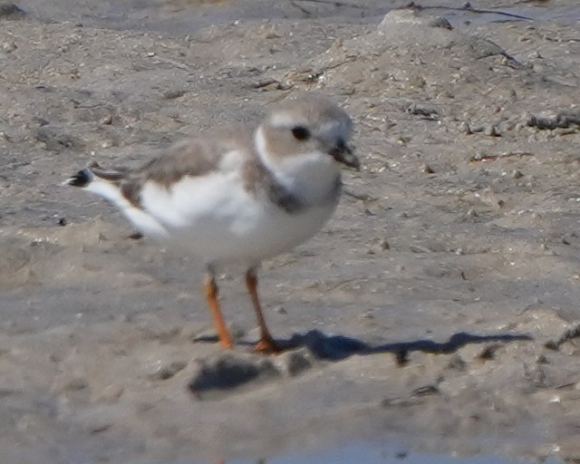 Islıkçı Cılıbıt - ML644444475