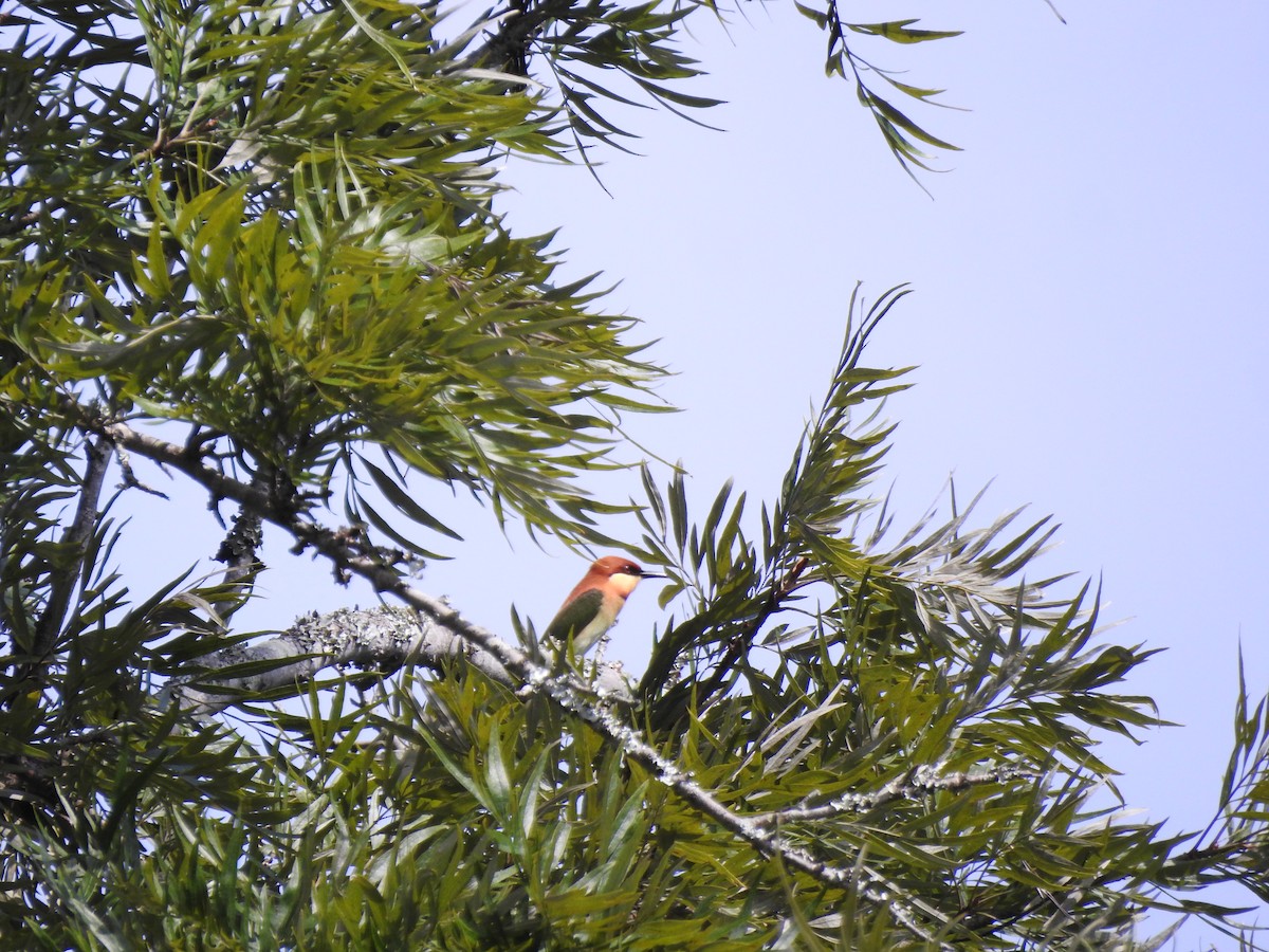 Chestnut-headed Bee-eater - ML644444476