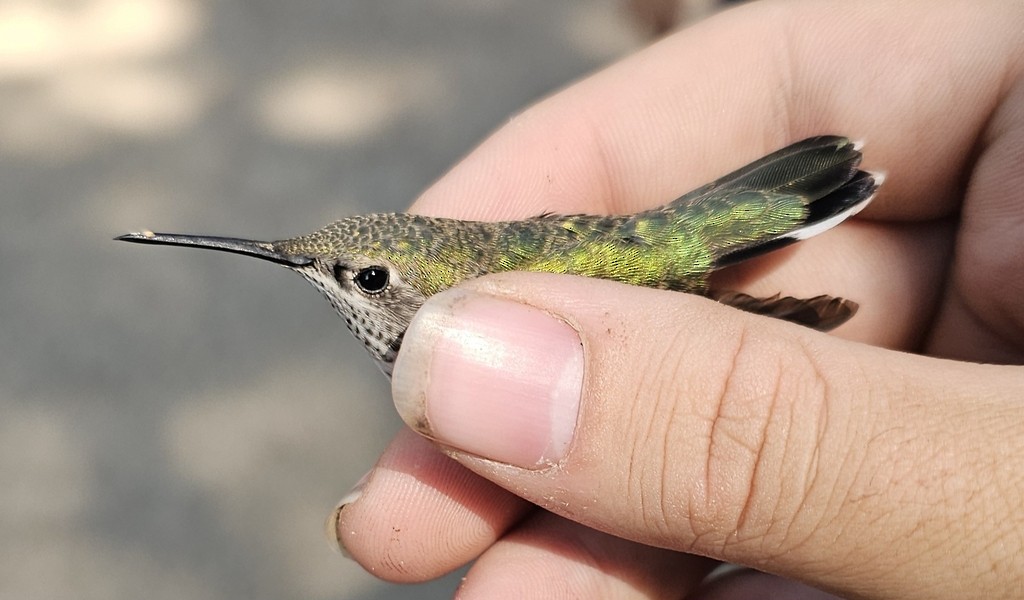 Calliope Hummingbird - ML644444477