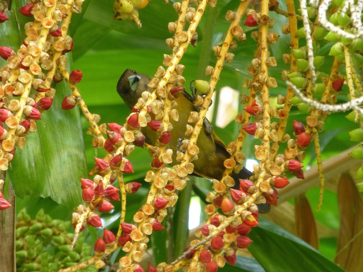 Scarlet-rumped Tanager - ML644444483