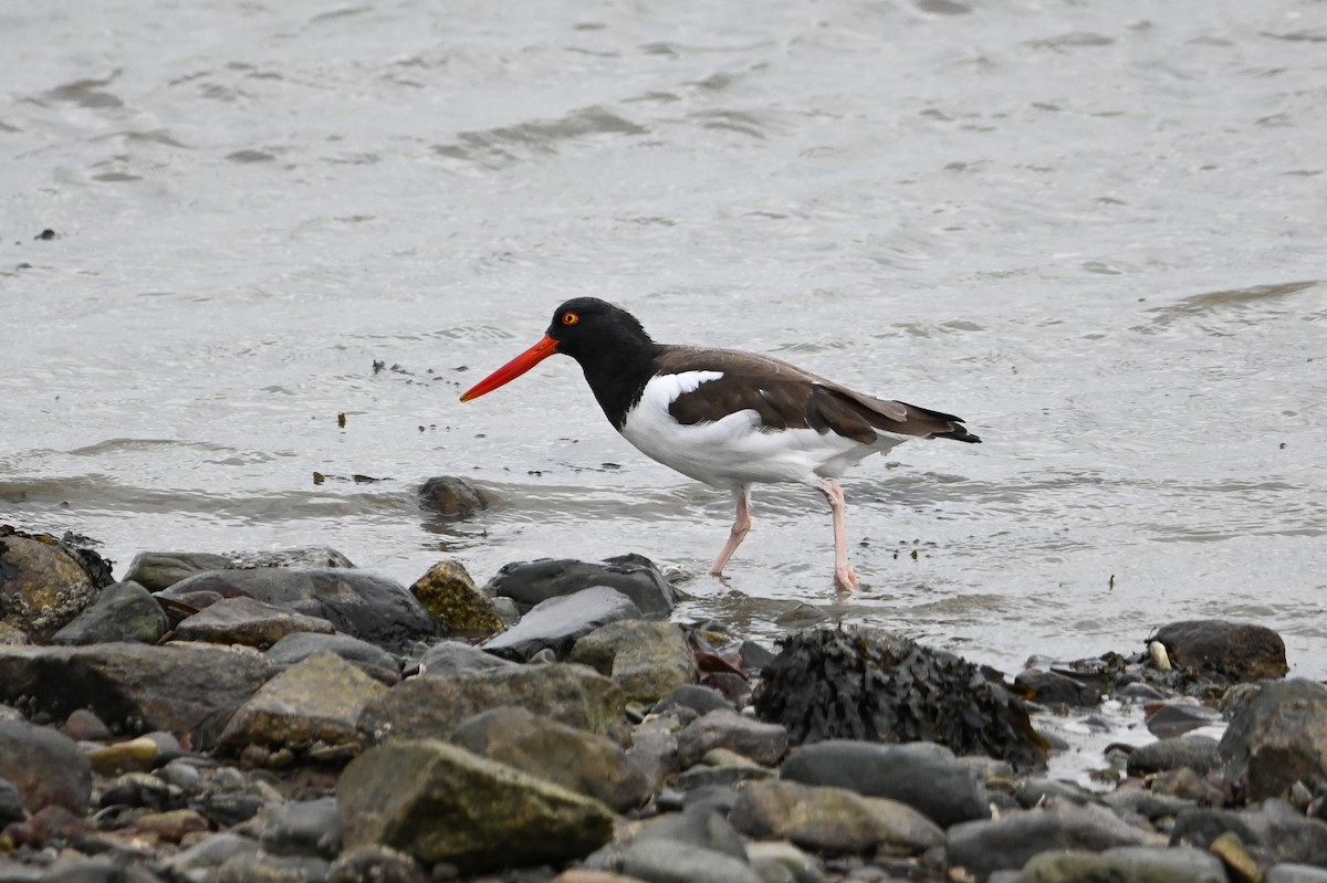 Ostrero Pío Americano - ML644444485