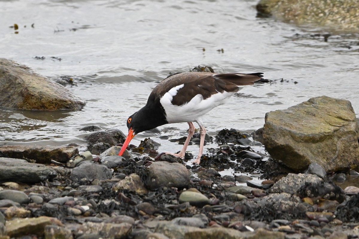 Ostrero Pío Americano - ML644444488