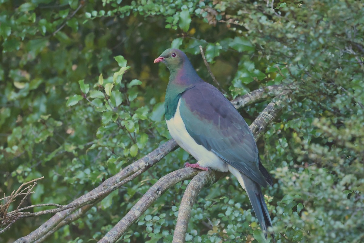 New Zealand Pigeon - ML644444492