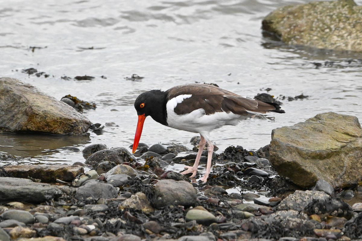 Ostrero Pío Americano - ML644444496
