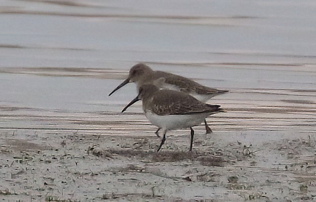 Correlimos Común - ML644444506