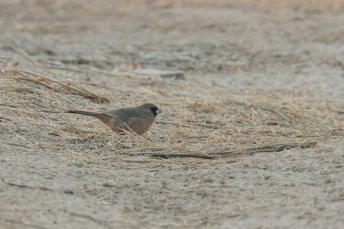 Tohi d'Abert - ML644444511