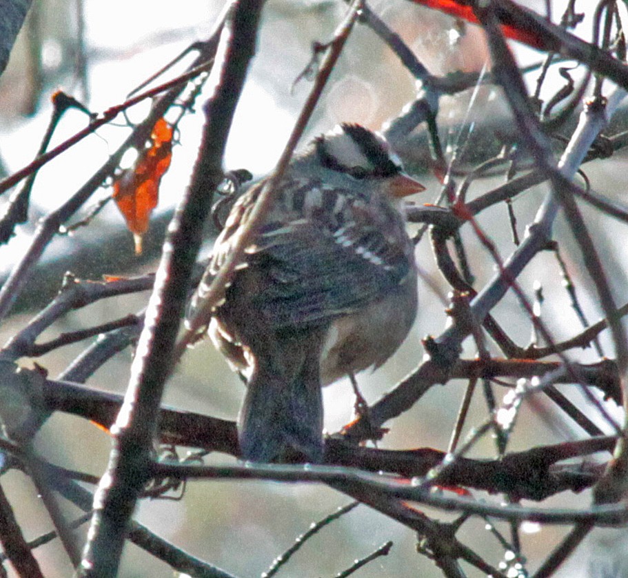 strnadec bělopásý - ML644444512