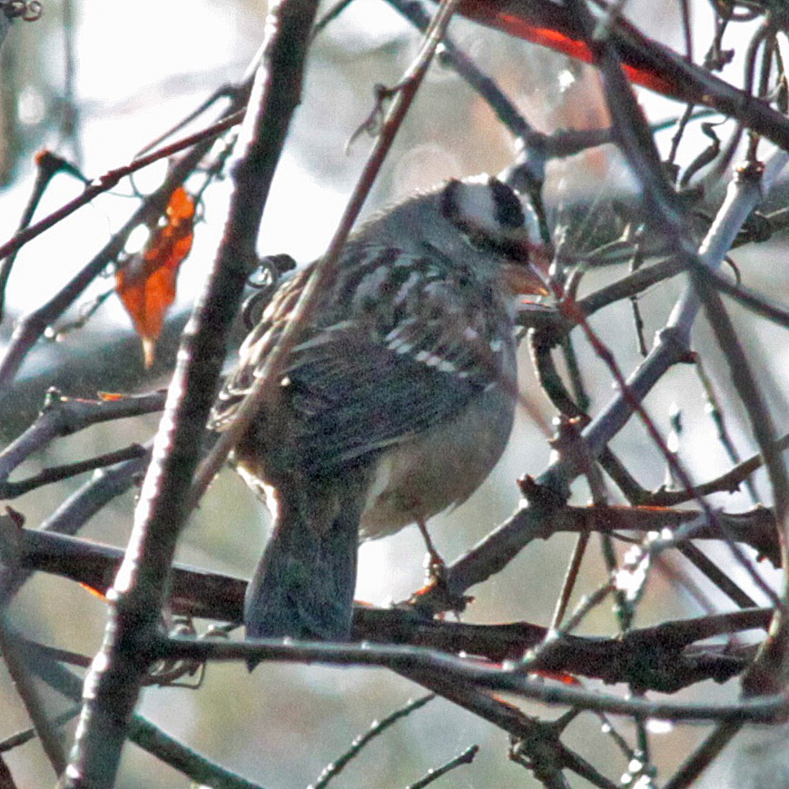 strnadec bělopásý - ML644444513